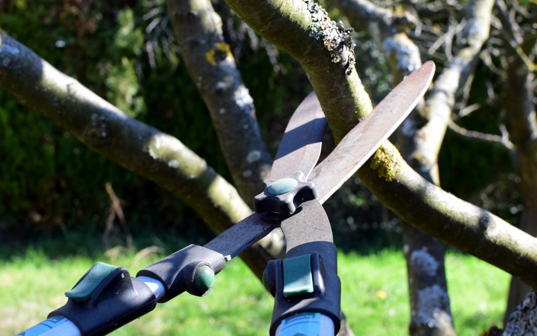 Les 3 meilleurs outils de coupe pour votre jardin