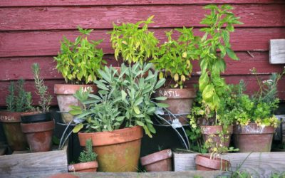 Cultivez des plantes anti-stress dans votre jardin